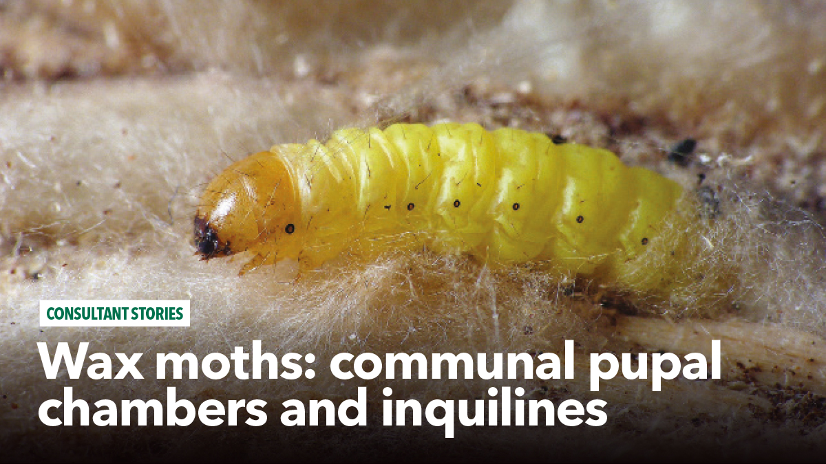 Wax moths - communal pupal chambers and inquilines Wax moths - communal pupal chambers and inquilines